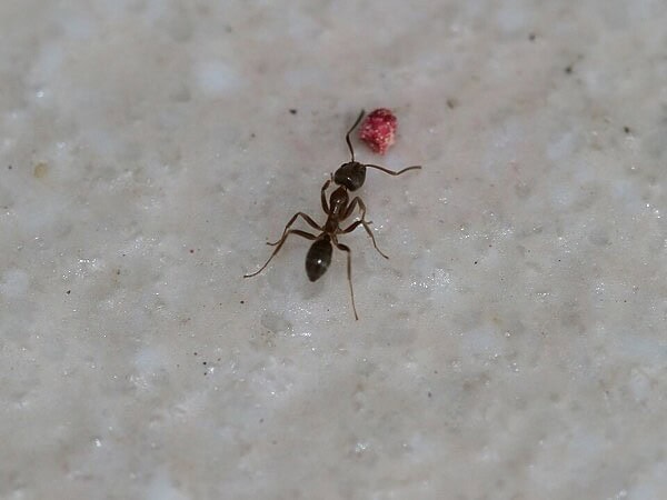 Argentine ant