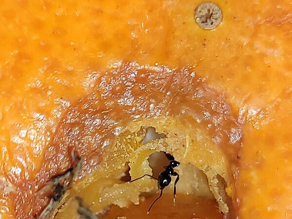 Black house ant