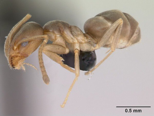 Darwin's ant