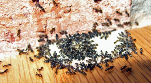 White-footed house ant