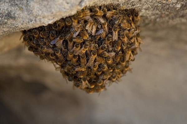 Honey bee swarm