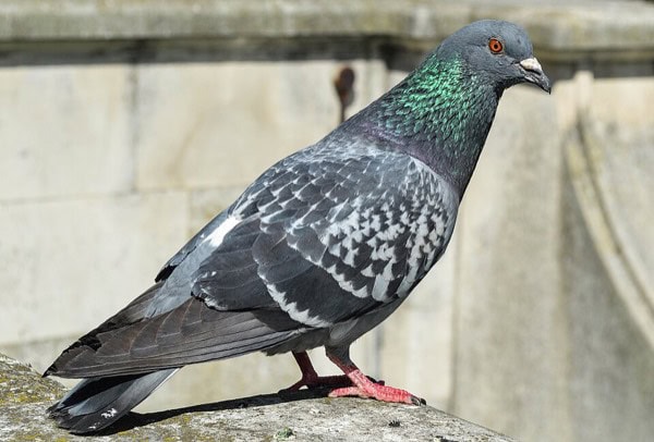 Pigeon