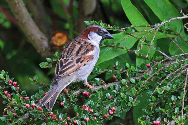 House sparrow