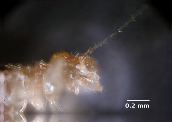 Booklouse (magnified)