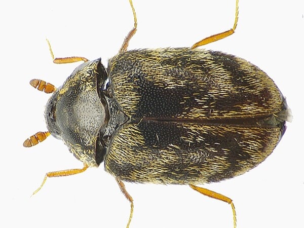 Carpet beetle