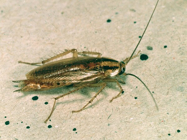 German cockroach
