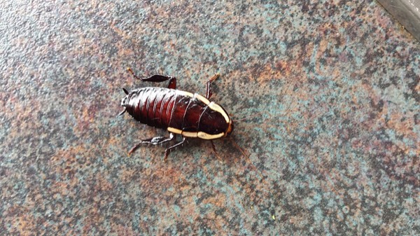 Gisborne cockroach