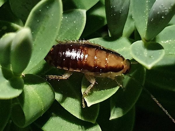 Native bush cockroach