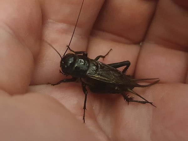 Black field cricket