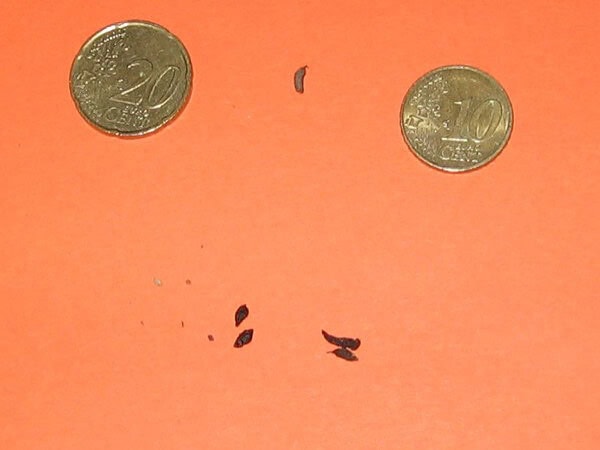 Mouse droppings