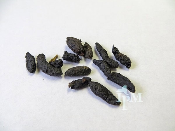 Rat droppings