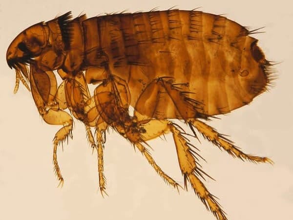 Cat flea