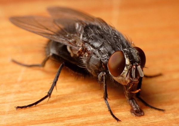 Blowfly