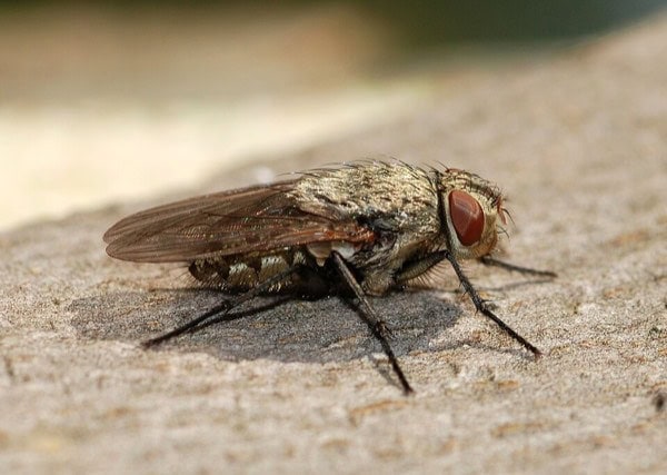 Cluster fly