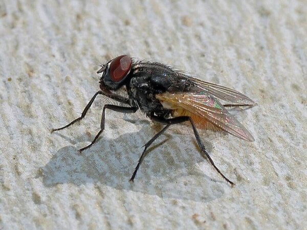 House fly