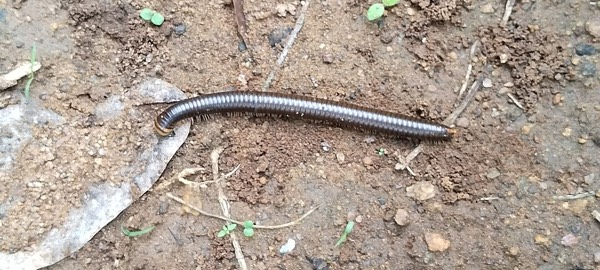 Millipede