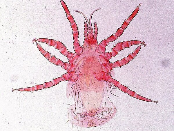 Bird mite (magnified)
