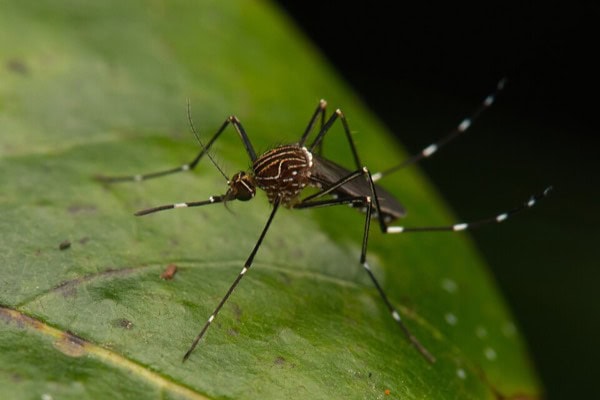 Striped mosquito