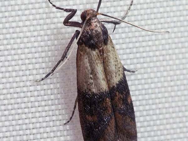 Pantry moth