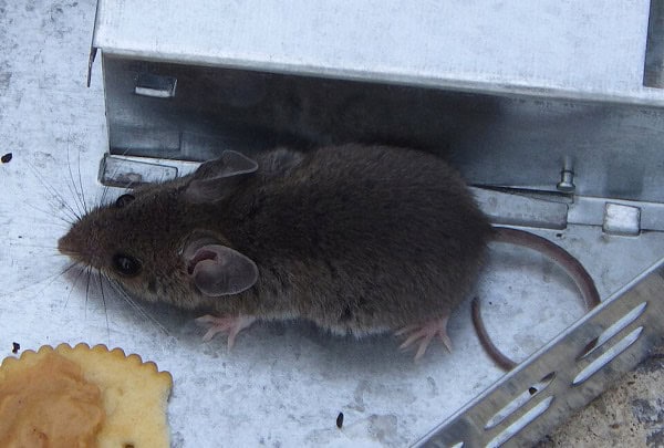 House mouse