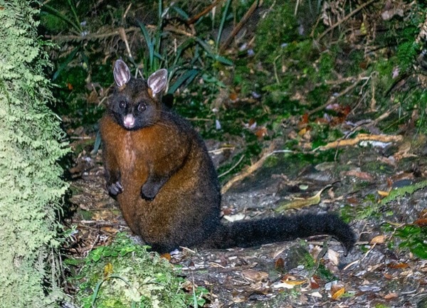 Possum