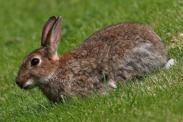 Rabbit