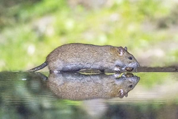 Norway rat