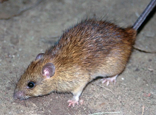 Ship rat (roof rat)