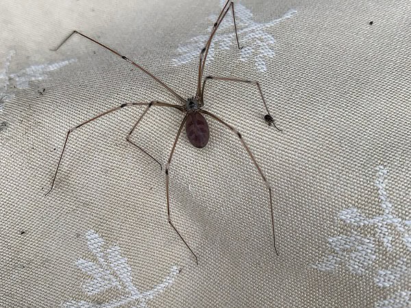 Daddy long legs