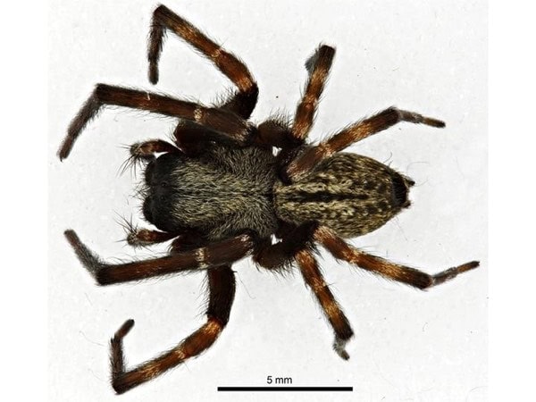 Grey house spider