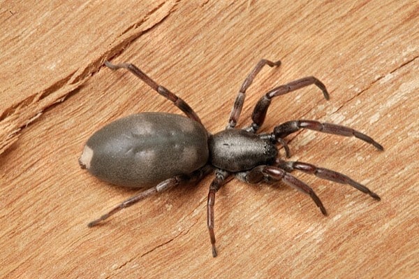White-tail spider