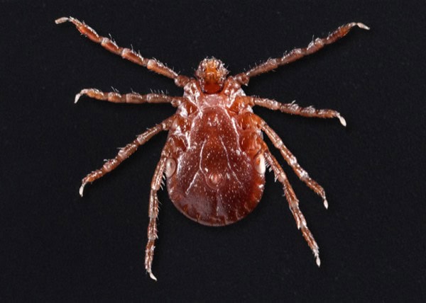 Cattle tick