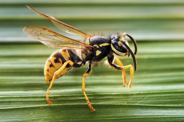 German or common wasp