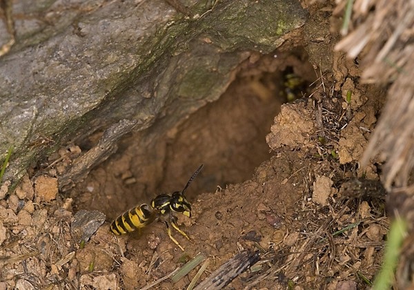 Wasp nest