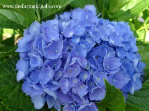 Endless Summer Hydrangea