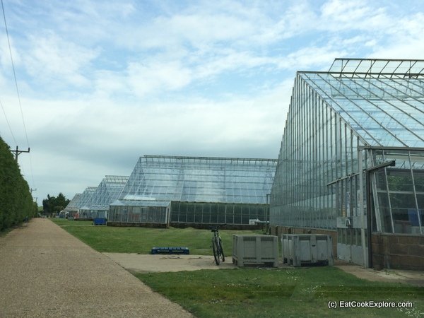 Isle of Wight tomatoes greenshouses