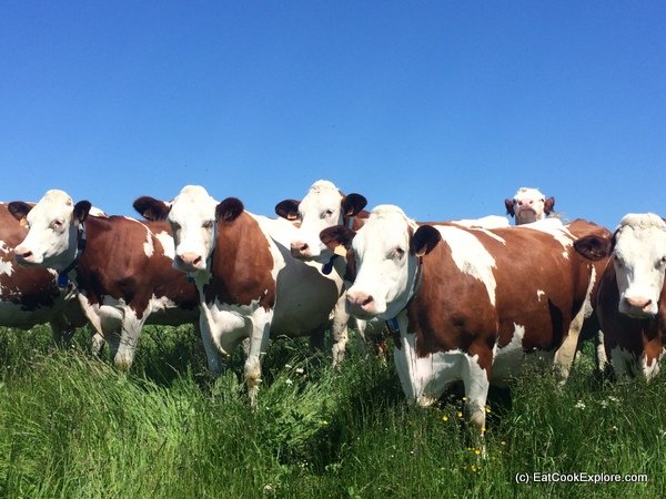 Comte Montbeliard Cows for Making Comte Cheese in the French Jura Mountains
