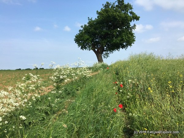 Day Hikes around London