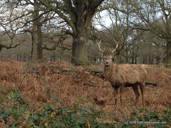 Deer in Richmond Park 