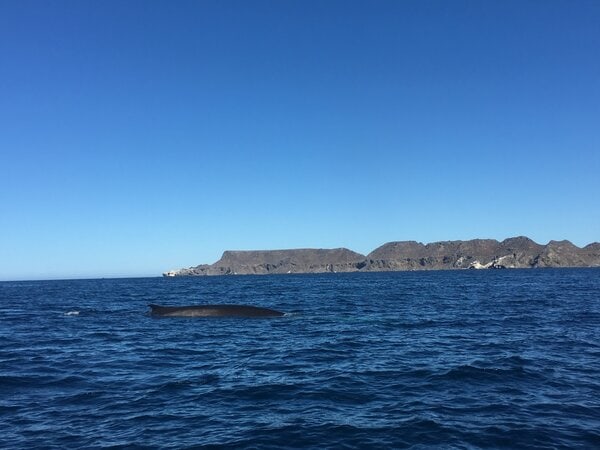 Tour Isla Chañaral de Aceituno