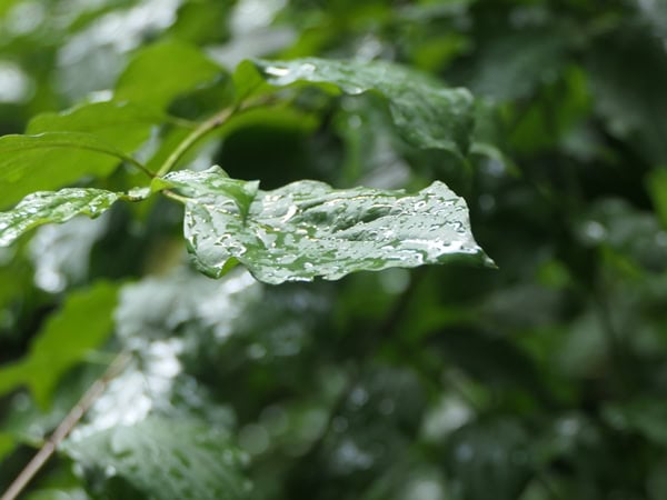 Regennasses Blatt.