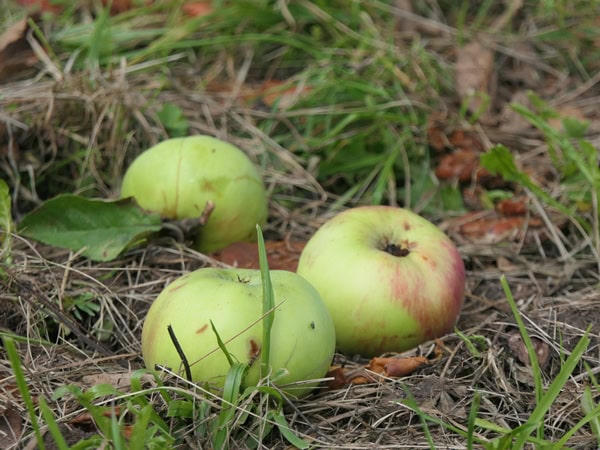 Drei Äpfel im Gras.