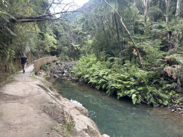 Karamatura Track winding through native bush