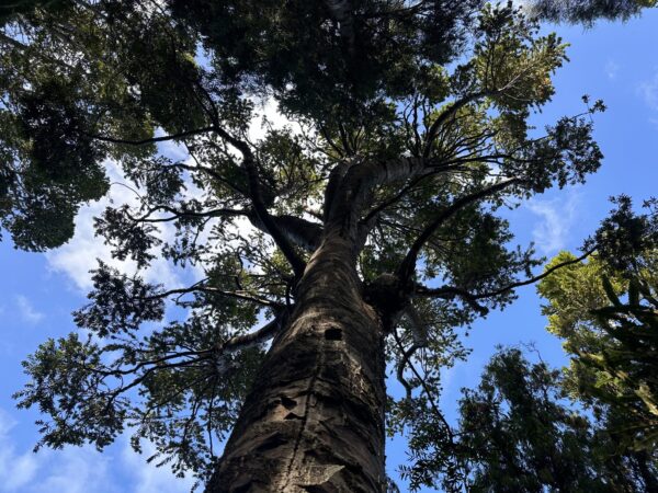 Foot wash station to help stop the spread of Kauri dieback disease