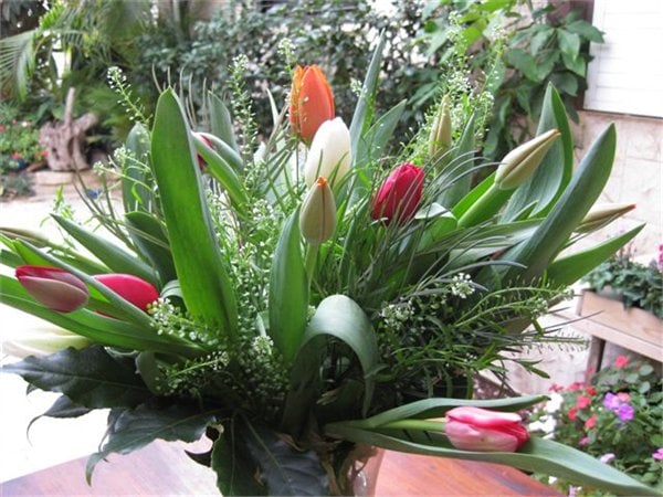 זר טוליפים - פרח בר