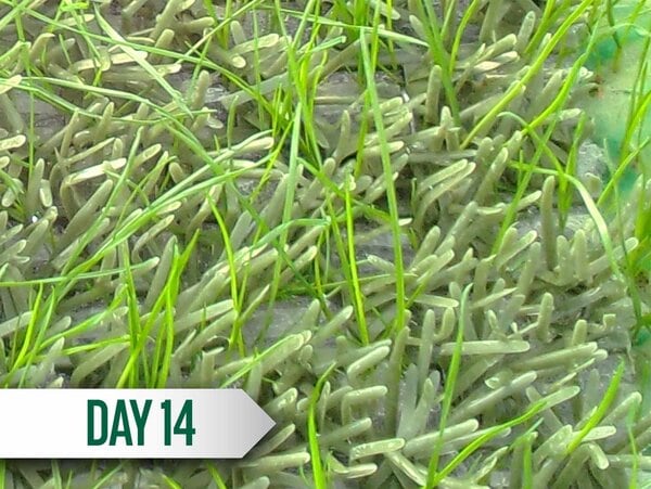 DuraGrass® Active Hybrid Turf Patch 3'x5' - Image 7