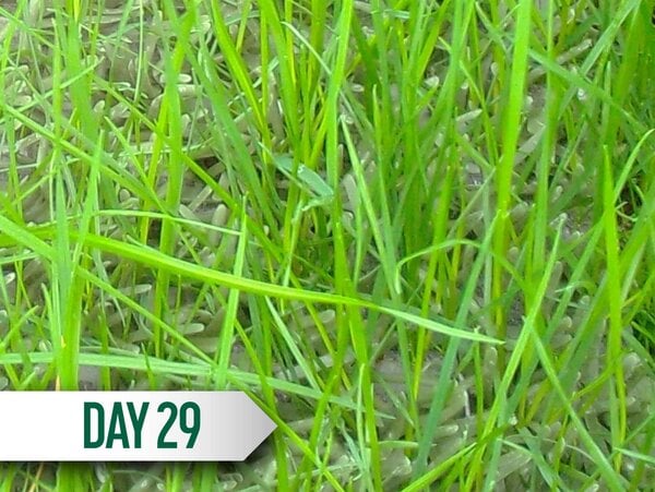 DuraGrass® Active Hybrid Turf Patch 3'x5' - Image 8