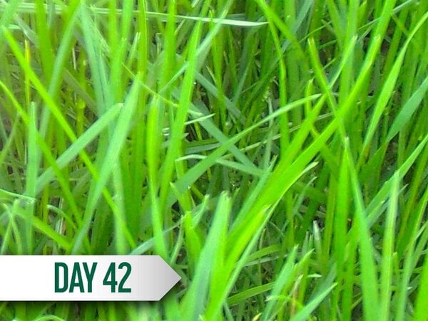 DuraGrass® Active Hybrid Turf Patch 3'x5' - Image 9