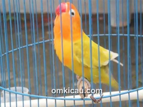 Lovebird Kuning