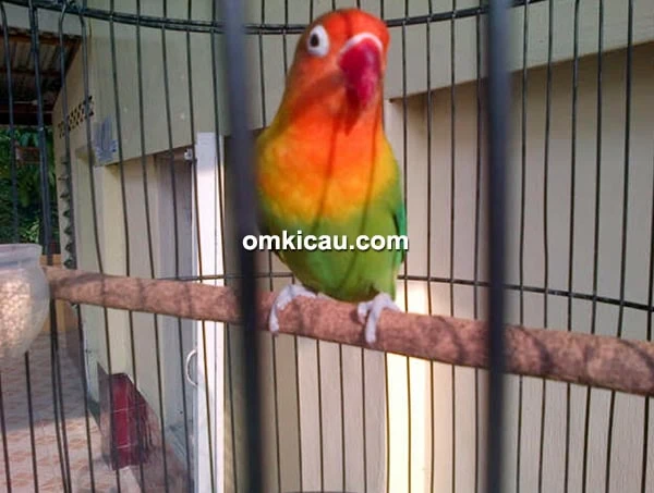 Lovebird Angeline